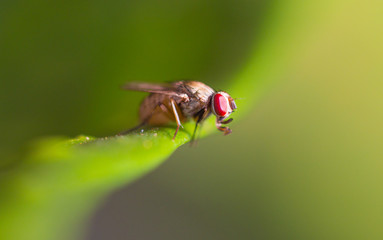 Blow Fly