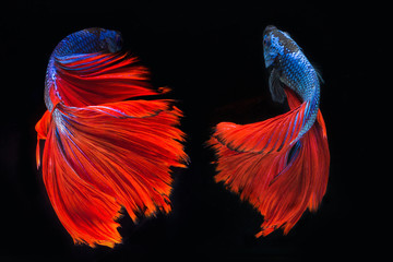 Red tail of Blue fighting fish, betta on black background