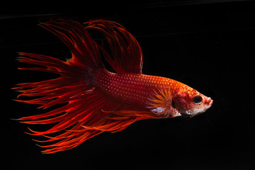 Fototapeta premium Red fighting fish, betta on black background