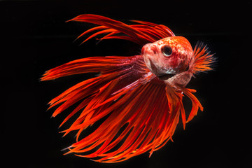 Red fighting fish, betta on black background