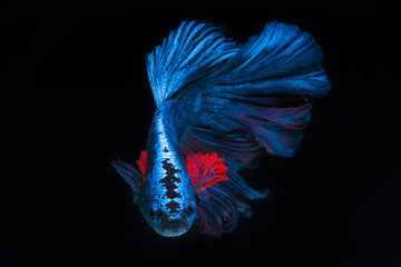 Obraz na płótnie Canvas Blue fighting fish, betta on black background
