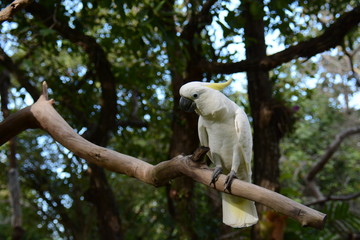 A white macaw look sad standing on branch