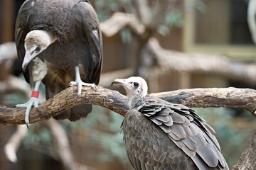  vulture in a detailed portrait at a zoo
