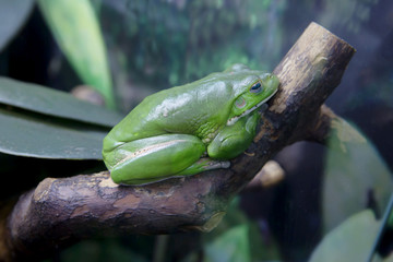 Лягушка с белой губой