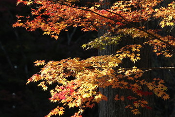 高野山の秋景色