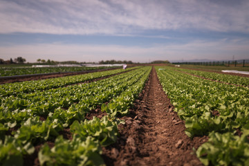 m Bild: Ein Feld mit angebautem Kopfsalat .