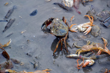 Groupe de crabes