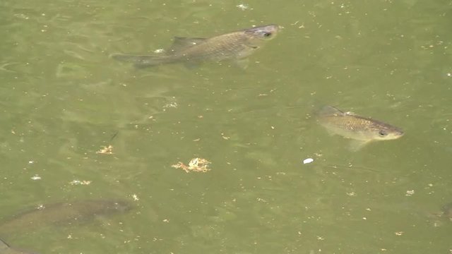 Brachsen schwimmen im Fischteich