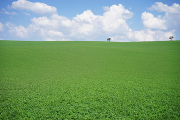 Fototapeta premium meadow landscape background