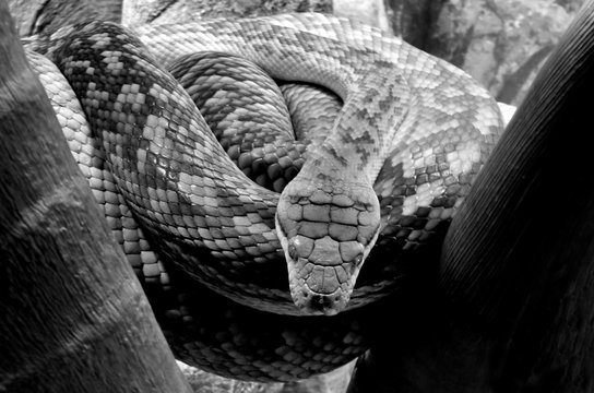 Pythonidae Python Snake
