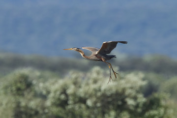 Purple heron (Ardea purpurea)