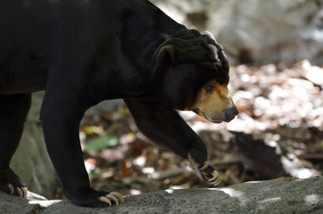Sun bear walking