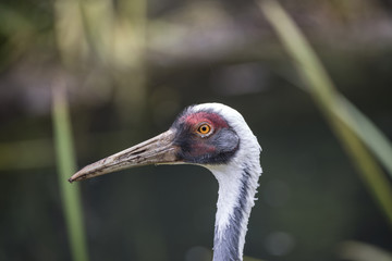 Natural portrait of white-naped crane bird from China