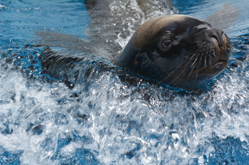 Fototapeta premium California sea lion