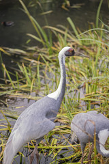 Natural portrait of white-naped crane bird from China