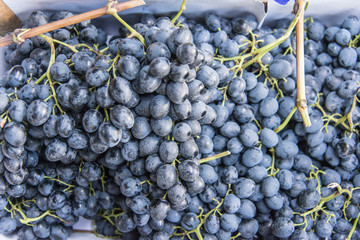 Black grapes in market