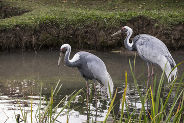 Natural portrait of white-naped crane bird from China