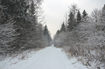 Snow covered trees along the forest road