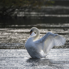 Graceful beautiful mute swan cygnus olor stretches it's wings on