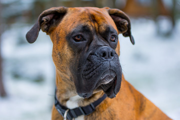 Fototapeta premium Dog Boxer Portrait