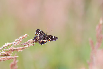 Top View on the butterfly Map (Araschnia levana)