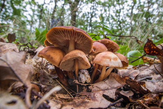 Gymnopus fusipes a poisonous fungus