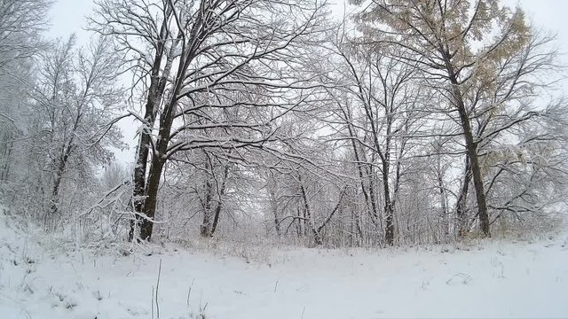 snowfall in the winter forest. snow falling abundant over the forest.