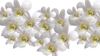 Fototapeta na wymiar Orchid / The Orchid are a diverse and widespread family of flowering plants, with blooms that are often colourful and often fragrant.