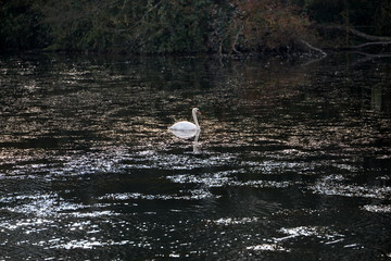 unruhiges Gewässer, einzelner Schwan auf vom Wind unruhigem See im Herbst