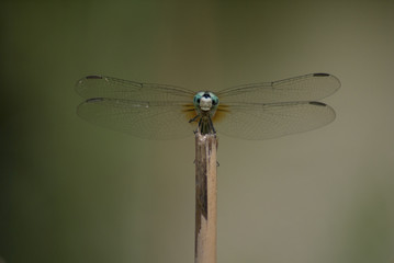 Dragonfly 