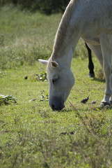 Fototapeta na wymiar Horse on Farm 