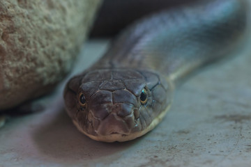 snake