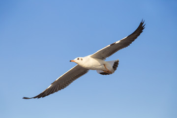 Fototapeta na wymiar Flying seagull with clear blue sky background