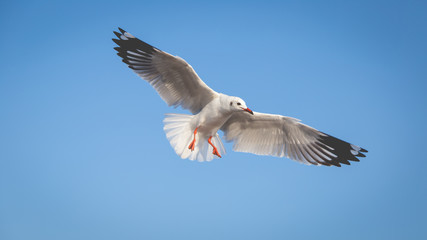 Flying seagull with clear blue sky background
