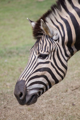 Fototapeta na wymiar Closed up shot for head of zebra
