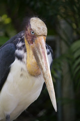 Close up shot of Painted stork