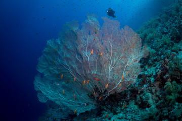 Diver explores a fan coral on Elphinstone Reef, Red Sea, Egypt