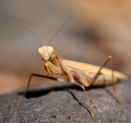 Isolated Praying mantis in foreground on rock