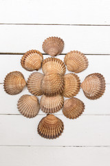 several clam shells isolated