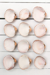 several clam shells isolated