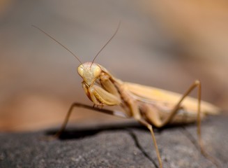 Isolated Praying mantis in foreground on rock