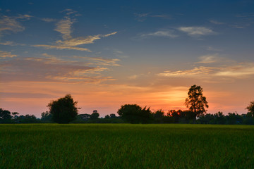 Fototapeta na wymiar .Evening sky before sunset. Harlequin beautiful rice fields and