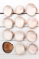 several clam shells isolated