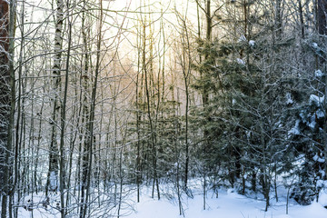 Russia, the sun's rays during the winter dawn in the forest