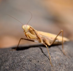 Isolated Praying mantis in foreground on rock