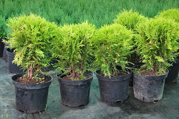 Row of green juniper seedlings in black pots on the market.