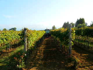 Obraz premium Vigneto