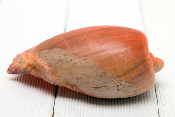 Cymbiola seashell