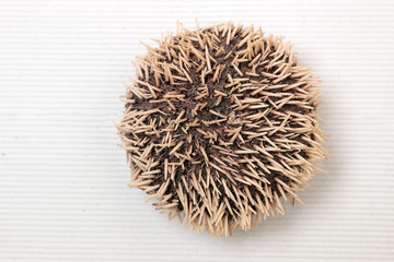sea urchin on white