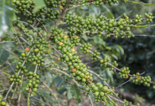 green coffee beans in the coffee farm